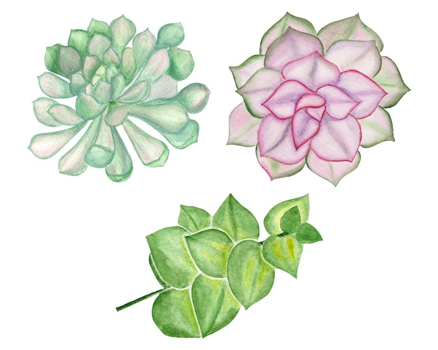 Watercolor Succulent Clipart Set, Hand Drawn Colorful Succulent plants Illustration