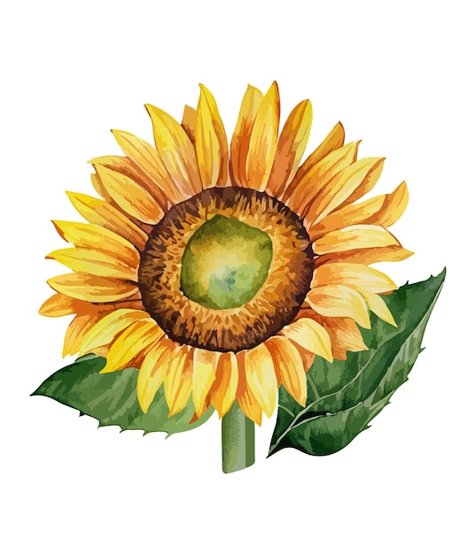 Watercolor sunflower isolated on white background Watercolor floral arrangements