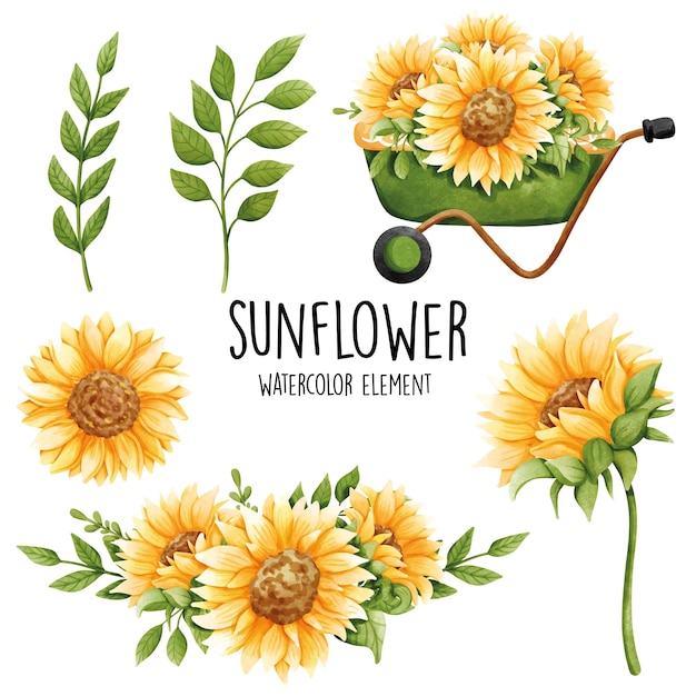 watercolor sunflower vector