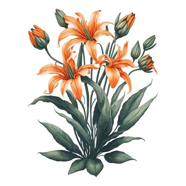 Watercolor tiger lily a simple vector