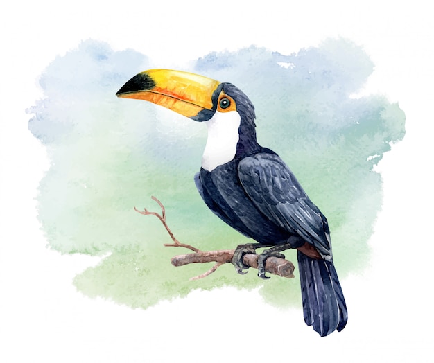 Watercolor Toucan bird on tree branch