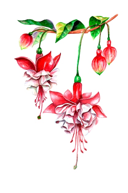 Watercolor Tropical blooming fuchsia flower. Watercolor illustration  