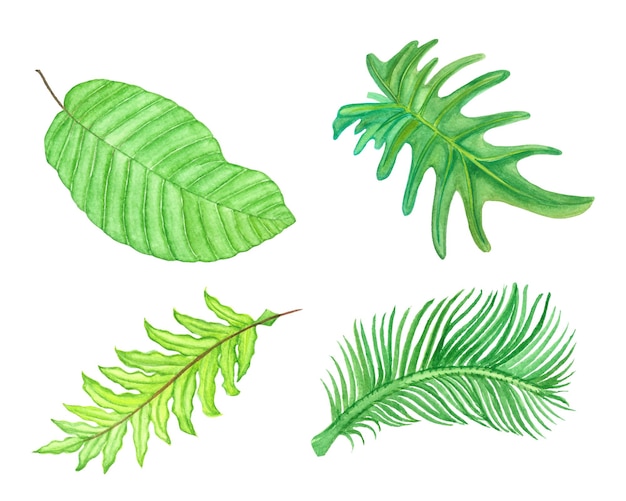 Watercolor Tropical Leaves Set, Exotic Palm Leaves Illustration