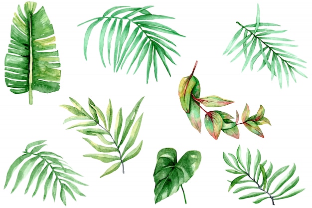 Watercolor tropical leaves