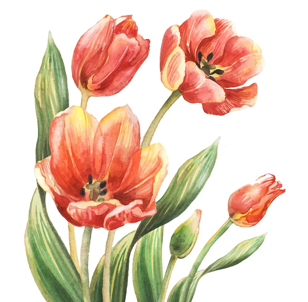 Watercolor Tulips Botanical illustration of flowers