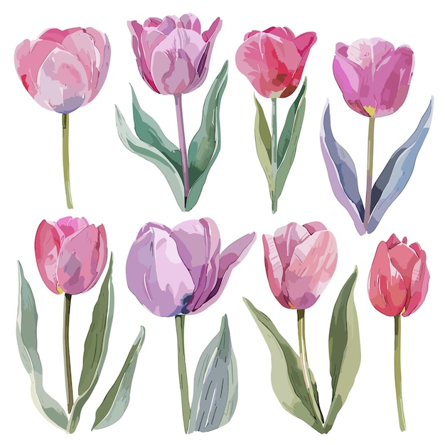 Watercolor Tulips Floral illustration