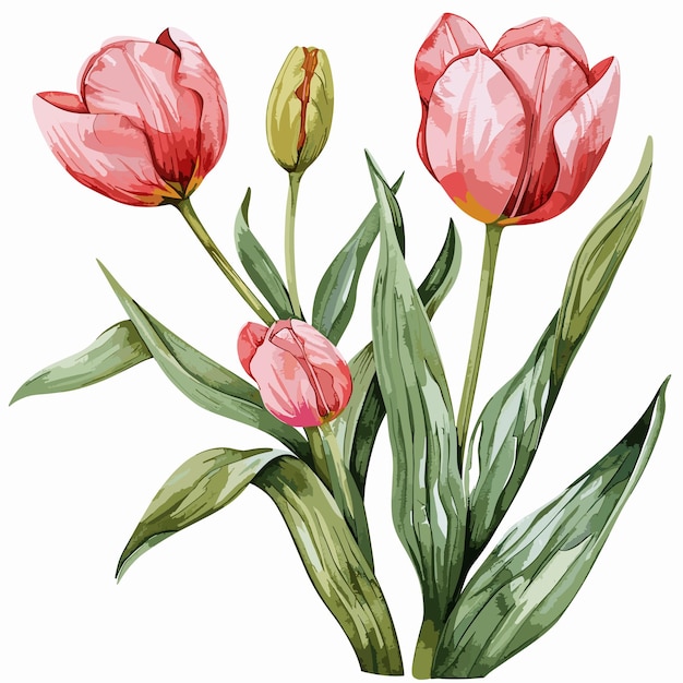 Watercolor Tulips Floral illustration