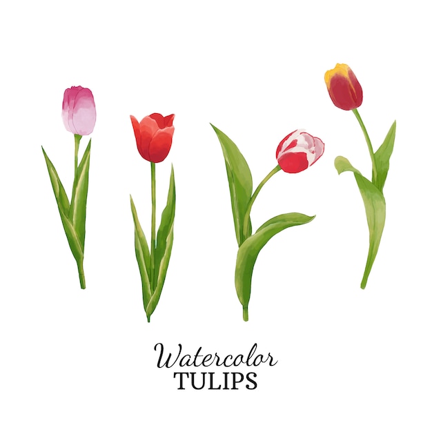 Watercolor Tulips