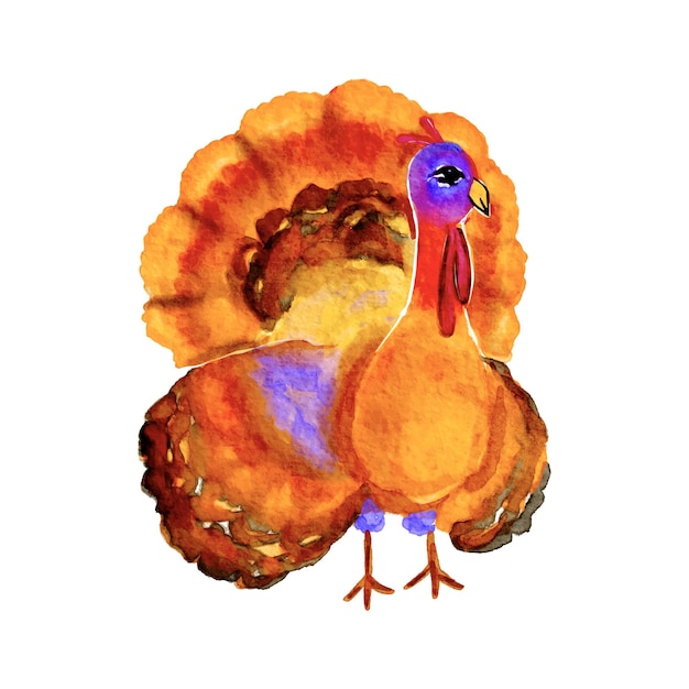 Watercolor turkey bird drawing, thanksgiving day holiday vector illustration