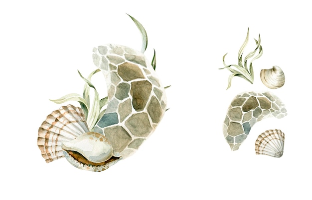 Watercolor underwater oceanic shells sea coral reef seaweed Undersea illustration for design