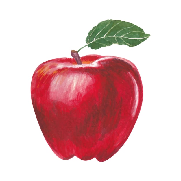 Watercolor vector apple illustration