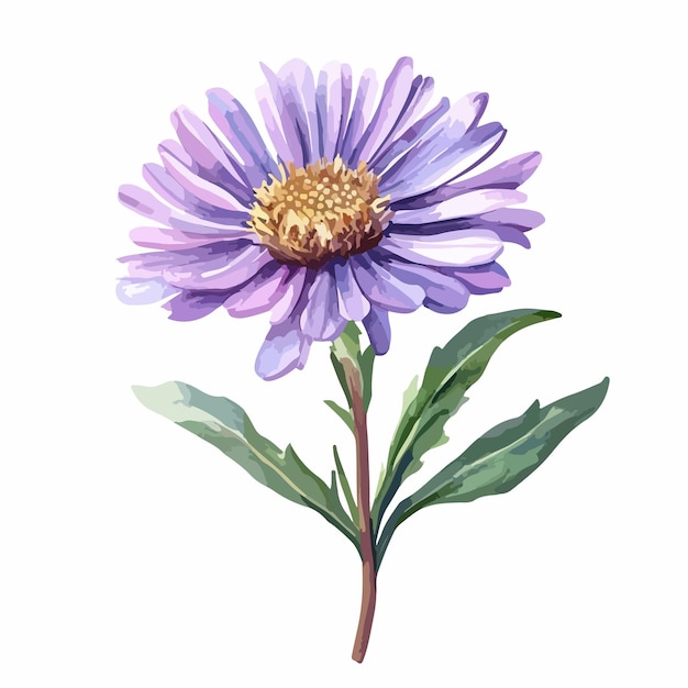 Watercolor Vector Aster Isolated on White Background