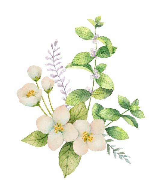 Watercolor vector bouquet of Jasmine and mint branches isolated on white background