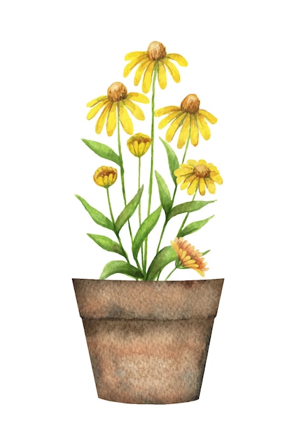 Watercolor vector card with a echinacea in a ceramic pot