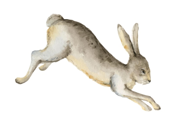 Watercolor vector card with a hare isolated on a white background