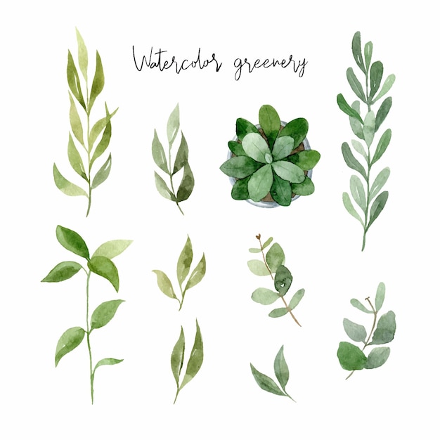 Watercolor vector clipart set with green leaves branches of eucalyptus Vector illustration