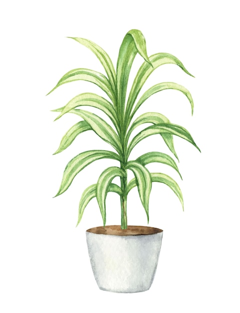 Vector watercolor vector clipart with a dracaena in a ceramic pot