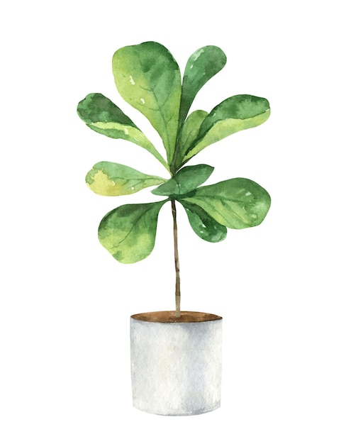 Watercolor vector clipart with a ficus lyrata in a ceramic pot