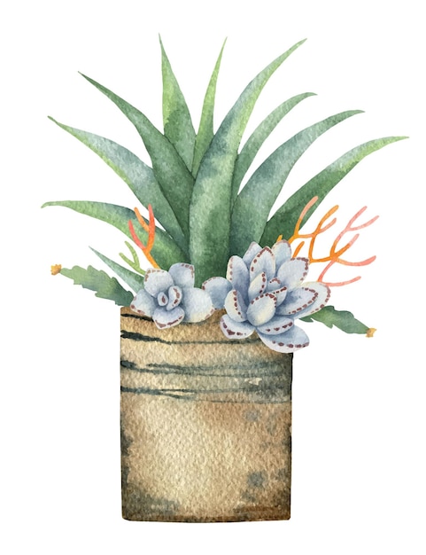 Watercolor vector composition of cacti and succulents in a pot isolated on white background