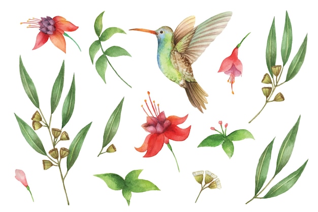 Vector watercolor vector hand painted set with eucalyptus leaves and hummingbird