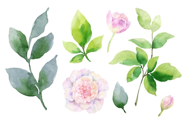 Watercolor vector hand painting set of peony flowers and green leaves