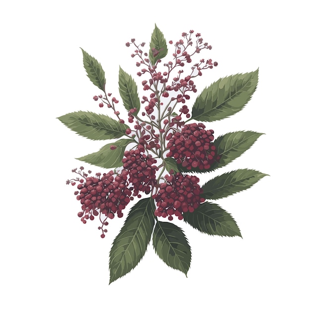 Watercolor vector Himalayan Elderberry fruit clipart editable white background