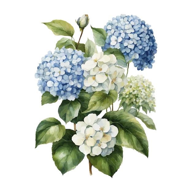 Vector watercolor vector of a hydrangea flower with leaves isolated on a white background