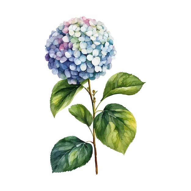 Vector watercolor vector of a hydrangea flower with leaves isolated on a white background