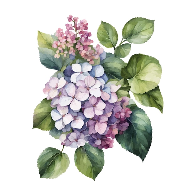 Vector watercolor vector of a hydrangea flower with leaves isolated on a white background