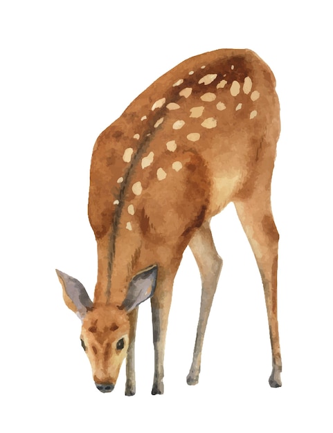 Watercolor vector illustration deer isolated on a white background