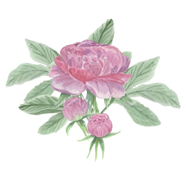 Watercolor vector illustration of peony flowers and green leaves Hand drawn