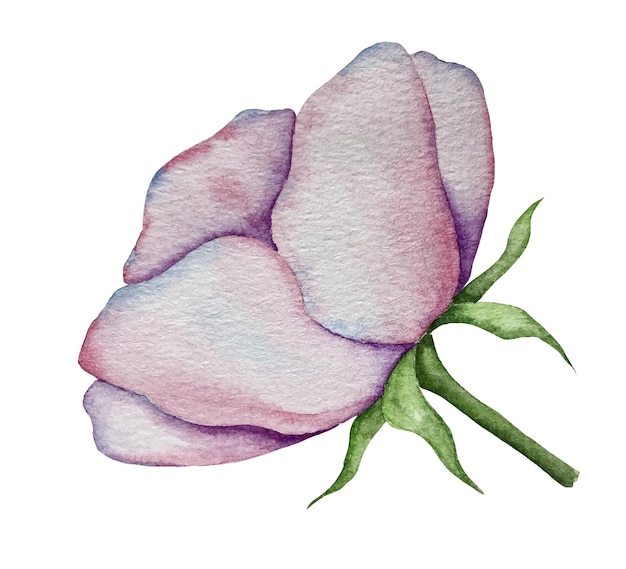 Watercolor vector illustration of a rose hip flower.