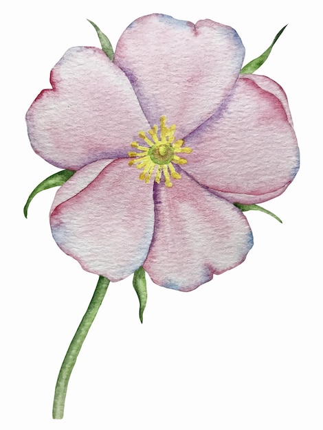 Watercolor vector illustration of a rose hip flower