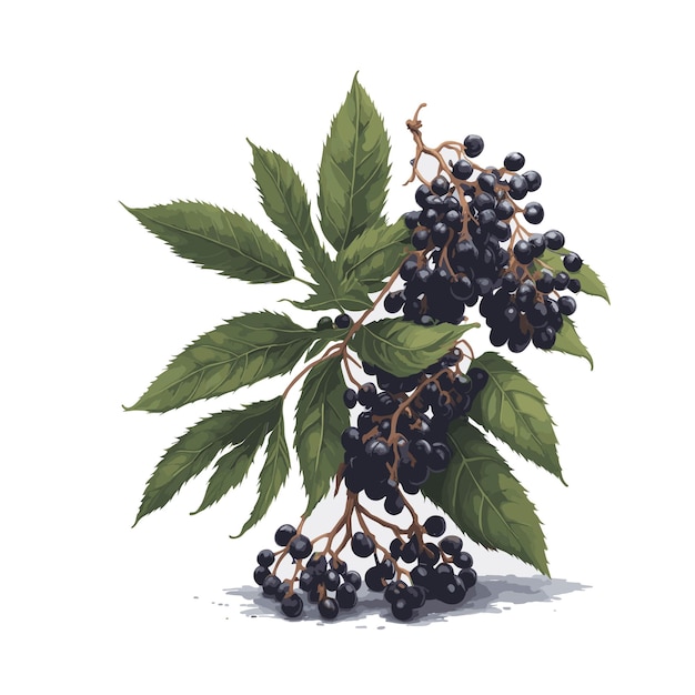 Watercolor vector Mexican Elderberry fruit clipart editable white background