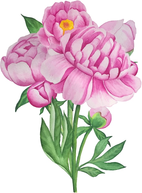 Watercolor vector peony bouquet illustration