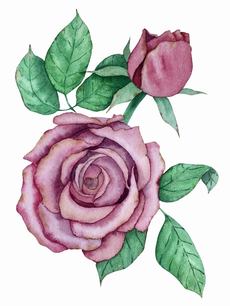 Watercolor vector rose flowers