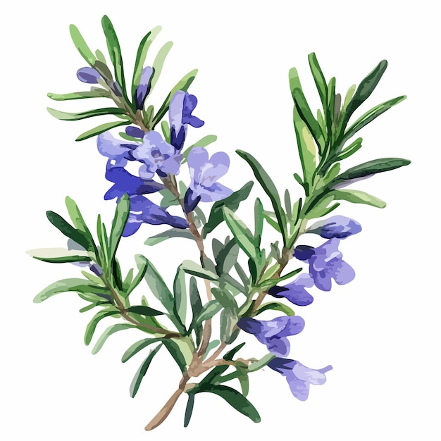 Watercolor Vector of Rosemary Isolated on White Background