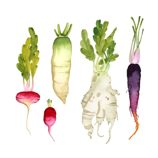 Watercolor vegetables roots set isolated elements radish carrot daikon on white surface