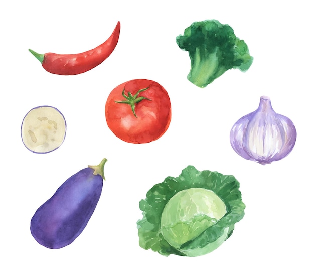 Watercolor vegetables set with tomatoeggplant pepper and garlic