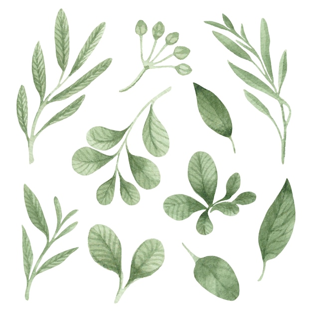 watercolor versions of green foliage of different shapes