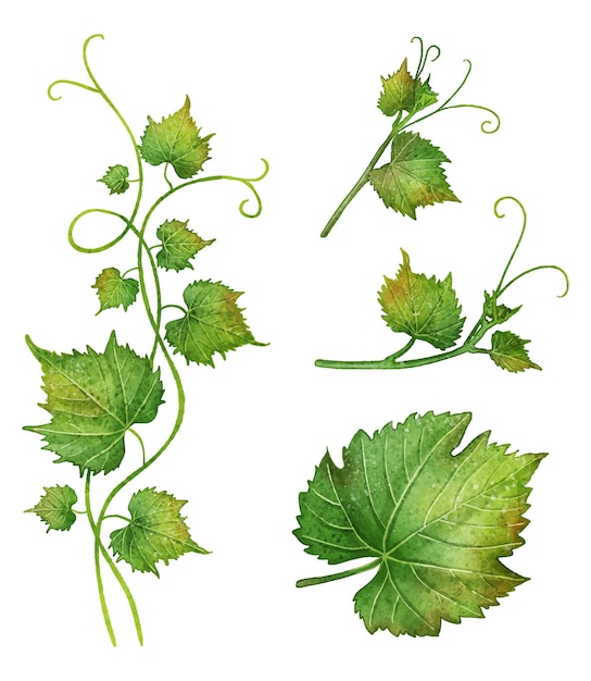 Watercolor vine leaf branch set