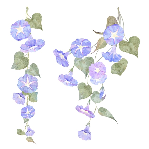 Watercolor violet Morning glory flowers illustration design element