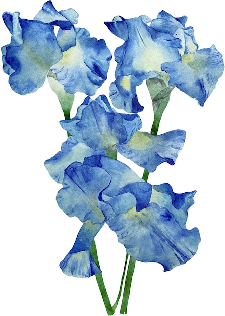 Watercolor violet and purple Iris flowers. Botanical illustration Tiger Dutch Iris