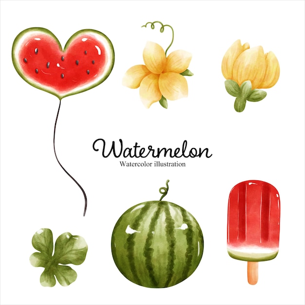 Watercolor watermelon watercolor fruit vector illustration