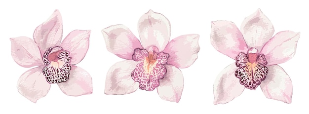 Vector watercolor white orchids clipart set