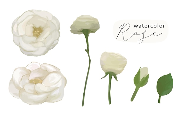 Vector watercolor white rose element set of wildflowers herbs leaf branches isolated botanical wedding o