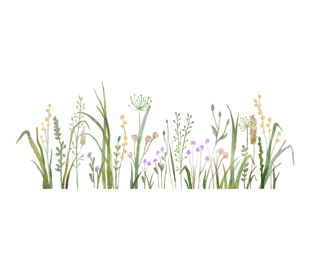 Watercolor wild herbs and flowers doodle illustration Field with grass plants and wildflowers isolated on white