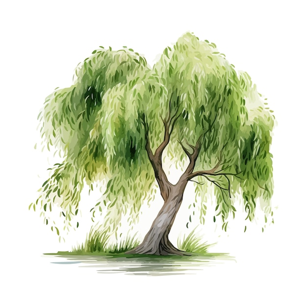 Vector watercolor willow tree clipart for graphic resources