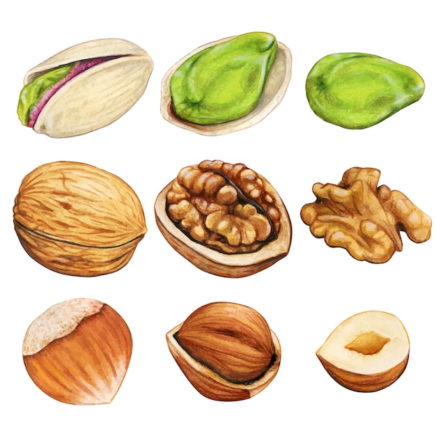 Watercolor winter nuts