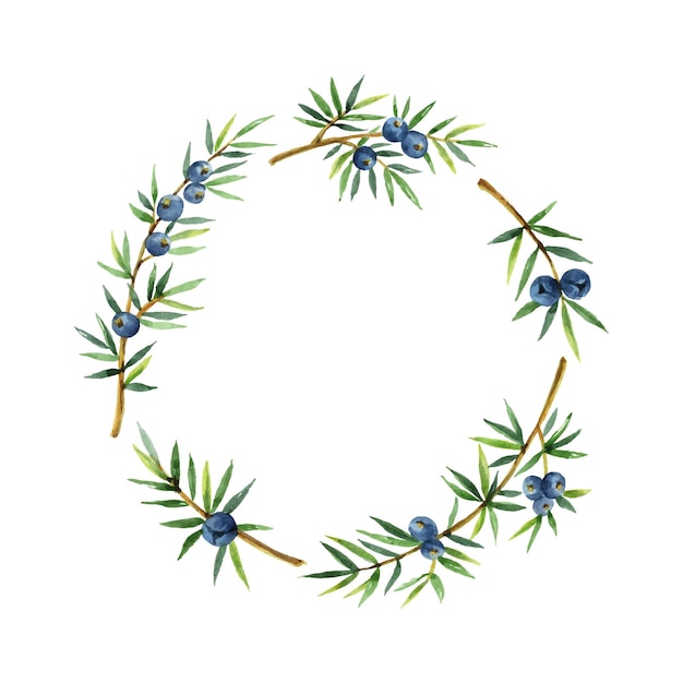 Watercolor wreath plants juniper isolated on white background